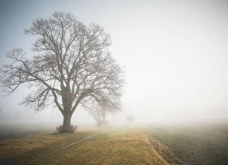 field-fog-foggy-grass