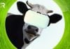 Las vacas y las gafas de realidad virtual