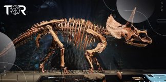iamgen-dinosaurio-triceratops